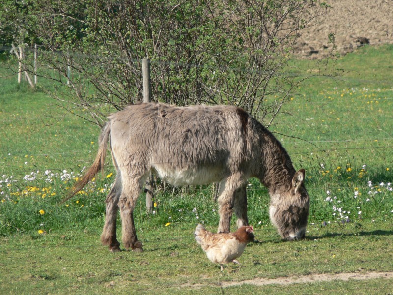 An diesem Bild sieht man, daß weder das glückliche Huhn noch der Esel Angst haben. An diesem Bild sieht man, daß weder das glückliche Huhn noch der Esel Angst haben.
