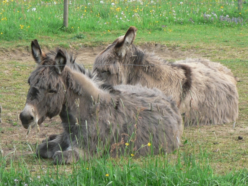 Unsere Eselstute Conchita mit ihrem Mann dem Eselhengst Balthasar. Diese zwei Esel stehen schon mehr als ein Jahrzehnt auf der selben Wiese. Obwohl sie schon ziemlich alt sind, wissen sie - auch wenn es im Augenblick nicht so aussieht - noch was es heißt, miteinander zu spielen. Unsere Eselstute Conchita mit ihrem Mann dem Eselhengst Balthasar. Diese zwei Esel stehen schon mehr als ein Jahrzehnt auf der selben Wiese. Obwohl sie schon ziemlich alt sind, wissen sie - auch wenn es im Augenblick nicht so aussieht - noch was es heißt, miteinander zu spielen.