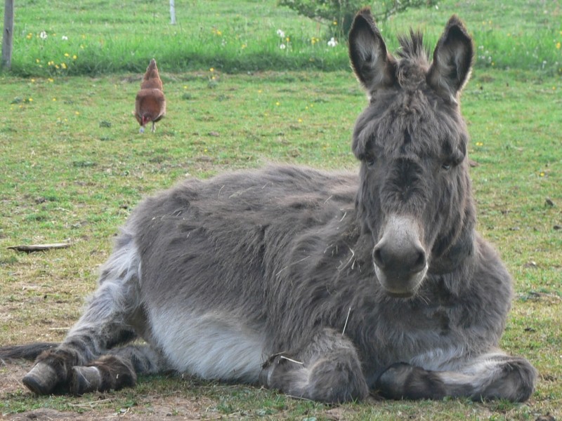 Bei diesem lieben und treuen Blick muß doch jedes Herz dahin schmelzen. Balthasar, unser Esel, ist genauso liebe wie es dieser Blick ausdrückt. Er war auch immer derjenige, der mit uns Ostereier gesucht hat, natürlich hat er auch viele gefunden. Bei diesem lieben und treuen Blick muß doch jedes Herz dahin schmelzen. Balthasar, unser Esel, ist genauso liebe wie es dieser Blick ausdrückt. Er war auch immer derjenige, der mit uns Ostereier gesucht hat, natürlich hat er auch viele gefunden.