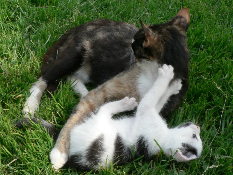 Hier mit noch größerem Einsatz! Aber die Katze läßt sich einfach nicht wegschieben.  Katzenwäsche ist einfach herrlich. Hier mit noch größerem Einsatz! Aber die Katze läßt sich einfach nicht wegschieben.  Katzenwäsche ist einfach herrlich.